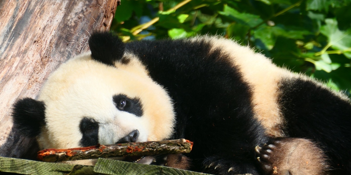 1-Day Chengdu Panda Tour