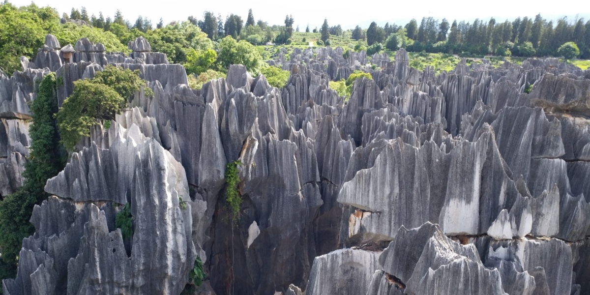 Stone Forest