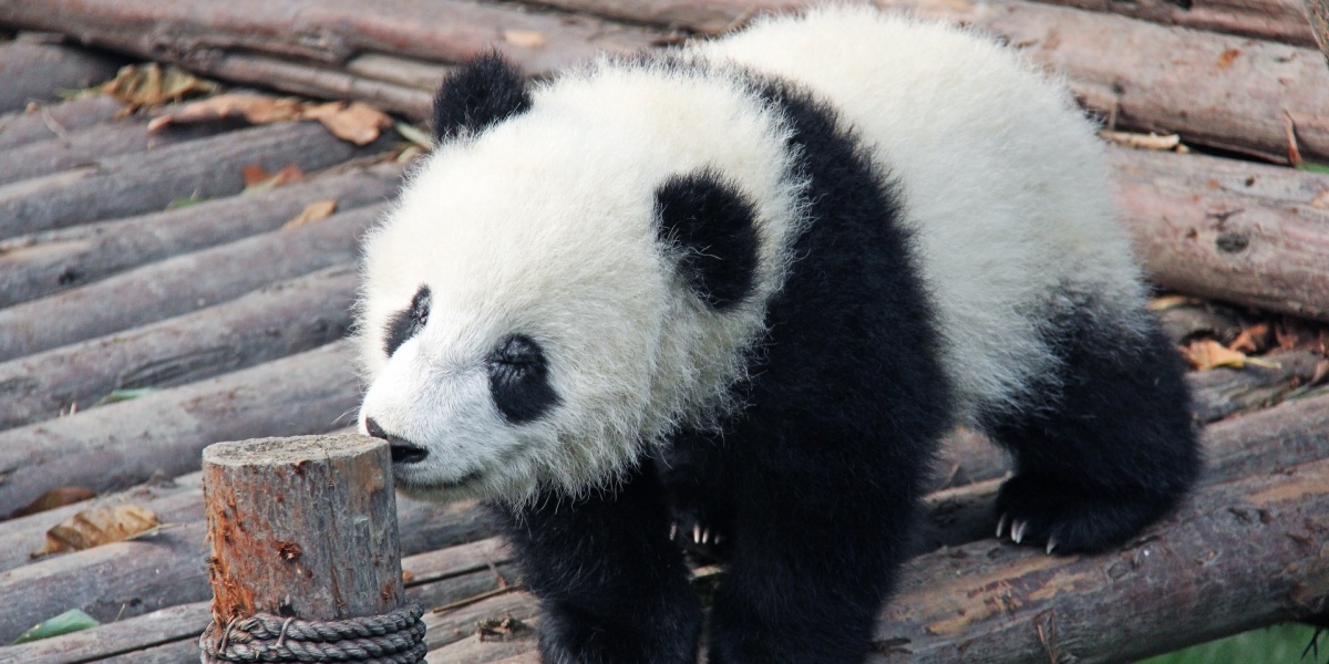 Chengdu Research Base of Giant Panda Breeding