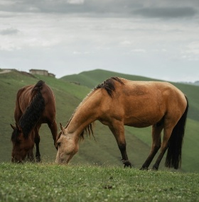 12-Day In-Depth Xinjiang Tour