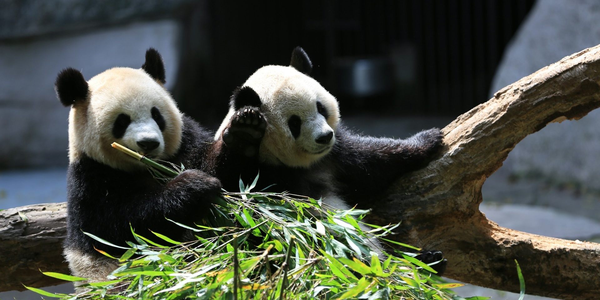 One-Day Panda Keeper Experience at Dujiangyan China Giant Panda Garden