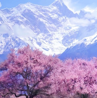 5-Day Tibet Spring Route Itinerary