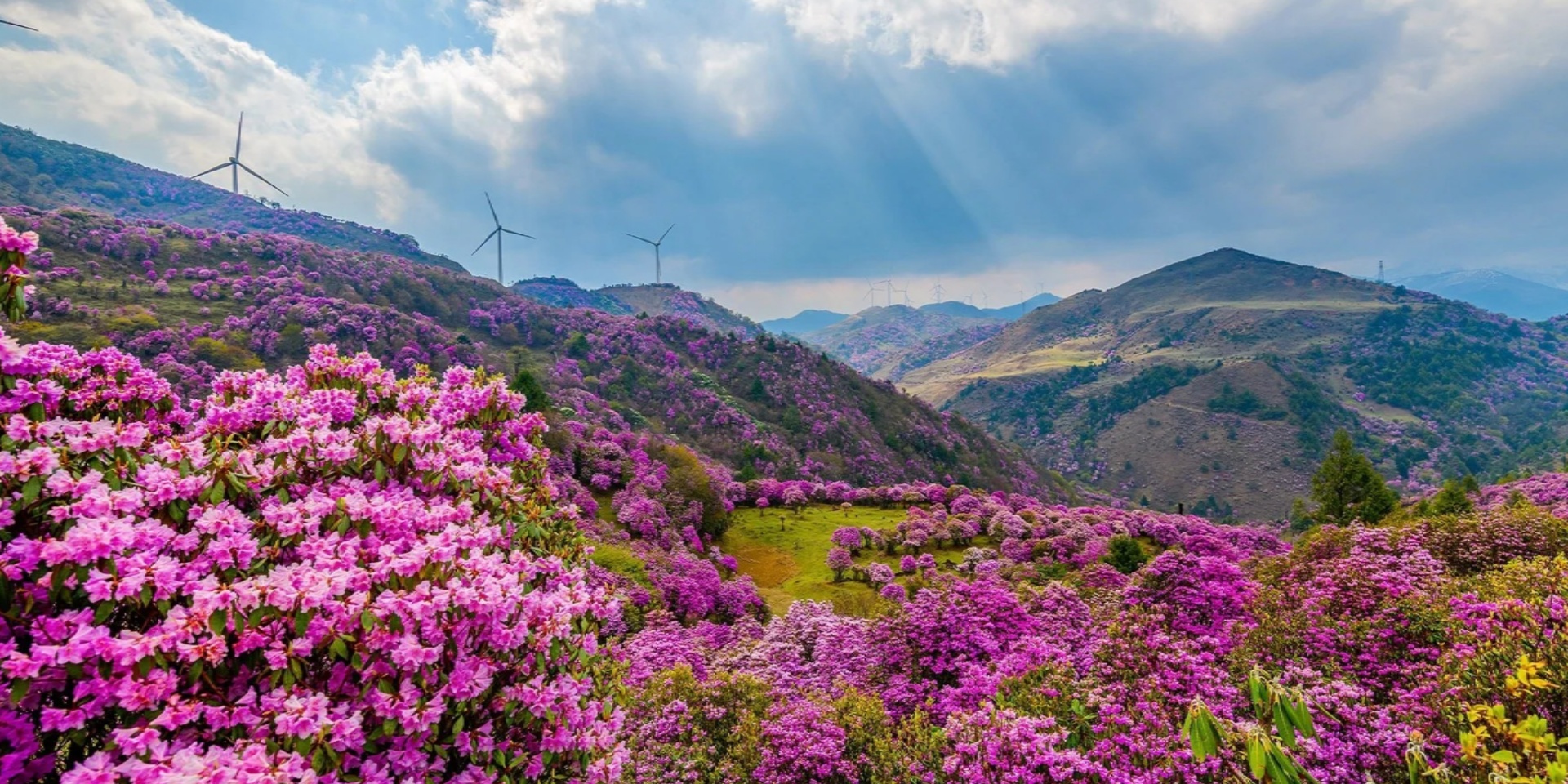 4 Days Yunnan Spring Scenery Tour