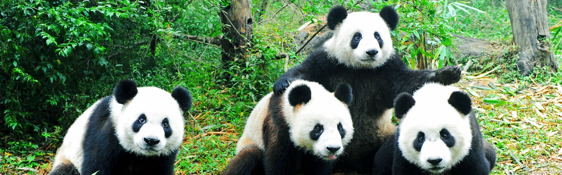 Chengdu
