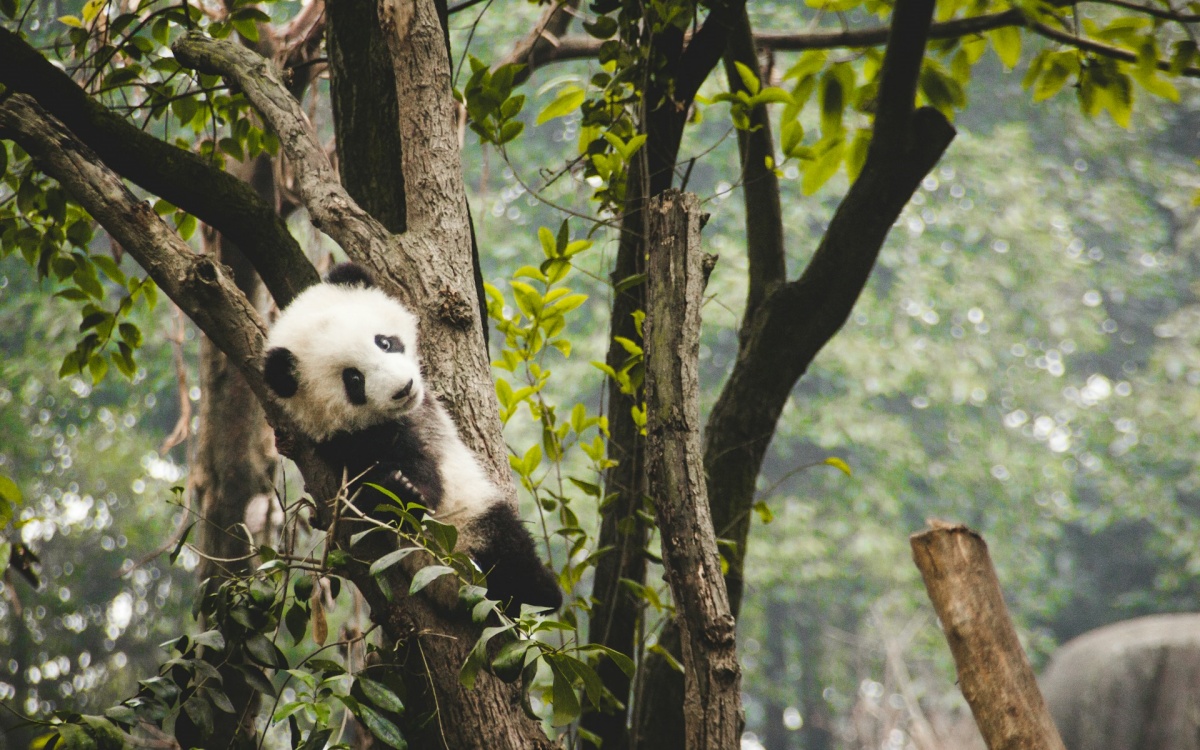 Day 12: Chengdu-Chongqing