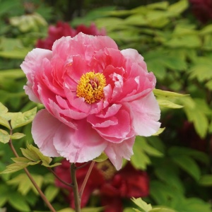 Experience the Luoyang Peony Festival