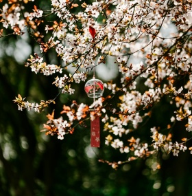 Seasonal Photography: Capturing the Beauty of China Through the Four Seasons