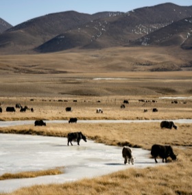 Wildlife Photography: Capturing China’s Rich Biodiversity