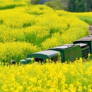 3-Day Chengdu Spring Scenic Railway Itinerary