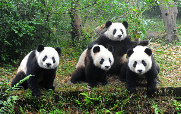 Panda Tours in Chengdu
