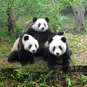 Panda Tours in Chengdu