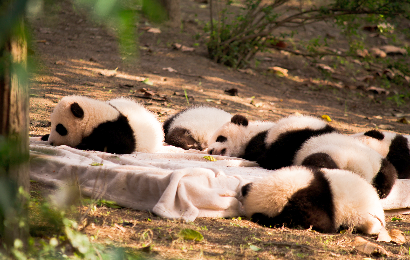 Chengdu Tibet Pilgrimage 6-Day Tour