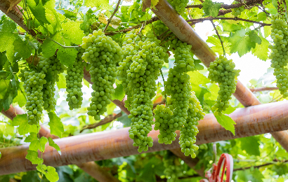 6-Day Xinjiang Cultural Tour