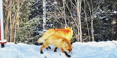 Day 2: Altay – Kanas