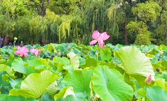 Giorno 15: Kunming Partenza