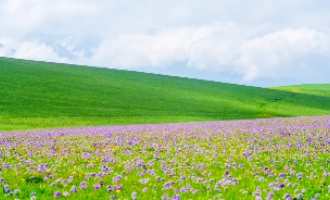 Day 10: Kalajun Grassland - Yining