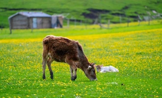 Day 10: Kalajun Grassland - Yining