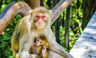 Day 3: Chongqing--Zhangjiajie