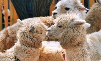 Day 9: Hohhot Departure