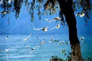 Lijiang Shangri-la Lugu lake 7-Day Tour