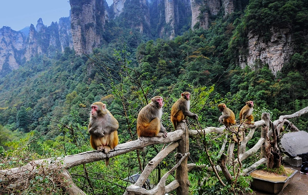 Day 1: Arrive in Zhangjiajie
