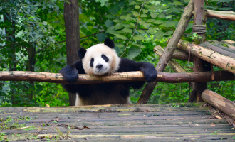 Day 6: Chengdu Departure