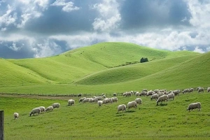 7-Day Journey: Harbin, Hulunbuir & Manzhouli