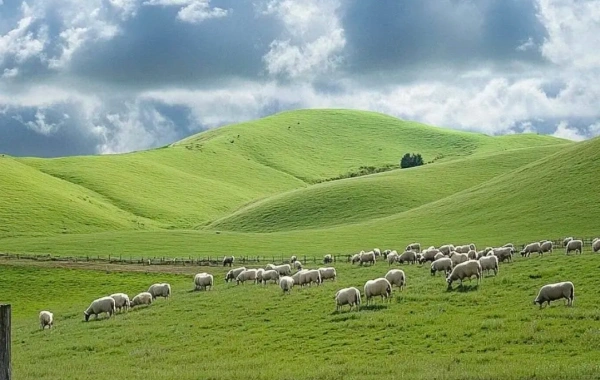 7-Day Journey: Harbin, Hulunbuir & Manzhouli