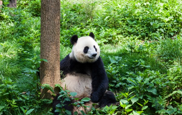 Day5 Dujiangyan Panda Valley 