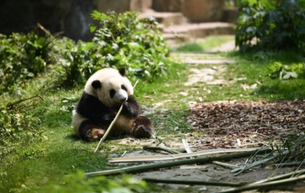 Day5 Dujiangyan Panda Valley 