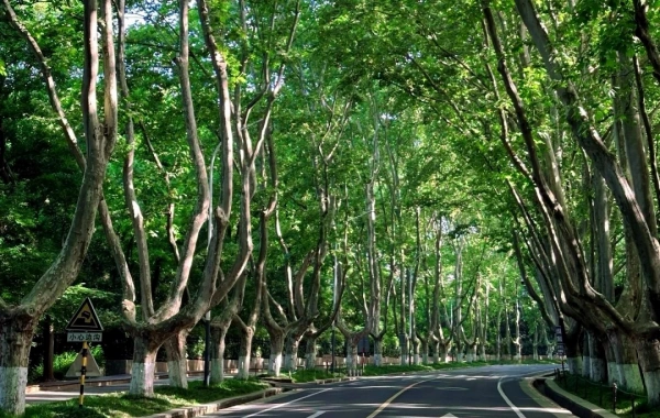 اليوم 2: نانجين