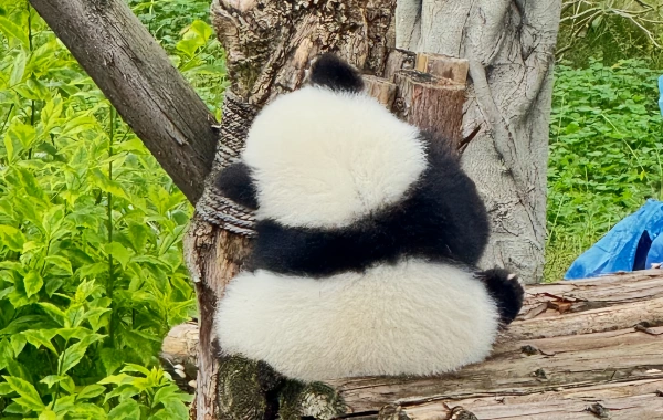 China Yangtze River & Panda Tour