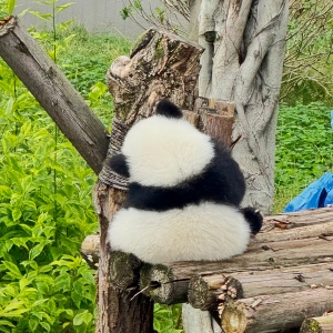 China Yangtze River & Panda Tour