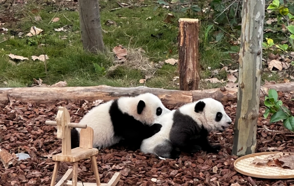 Day 8: Chengdu-Chongqing