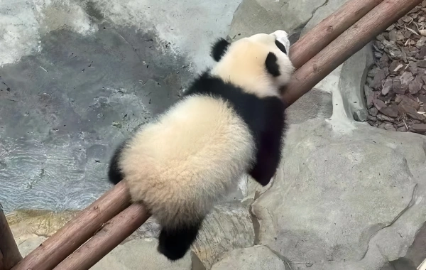 Day 8: Chengdu-Chongqing