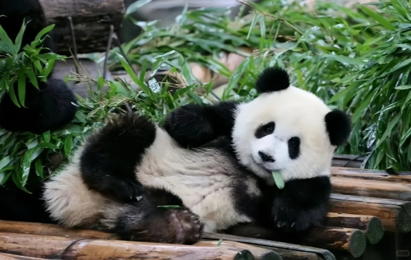 Day 8: Chengdu-Chongqing