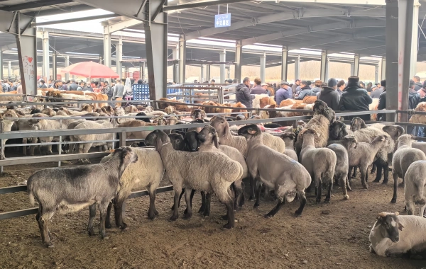 Día 13: Salida de Kashgar