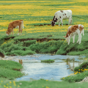 Xinjiang Grassland Adventure Tour