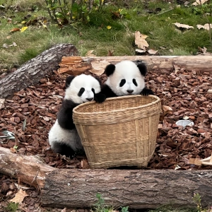 Panda Valley & Dujiangyan One-Day Tour