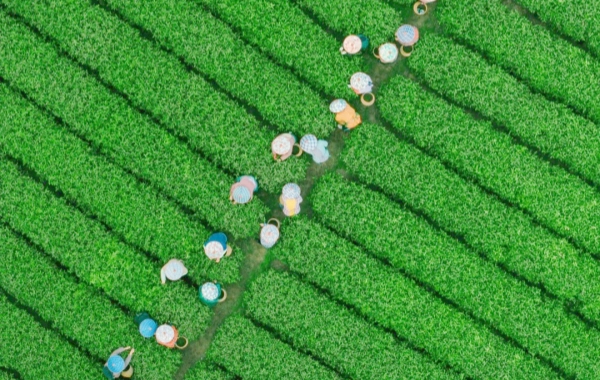 Day 3: Hangzhou Departure