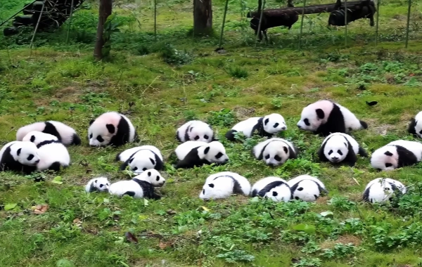 Chengdu One-day Tour