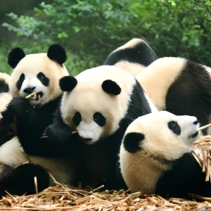 1-Day Chengdu Panda Tour