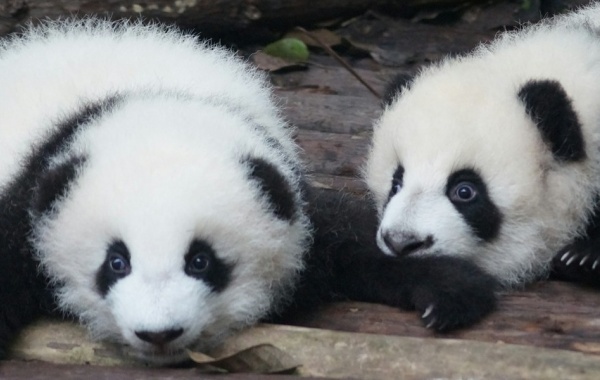 Day 5: Chengdu Arrival