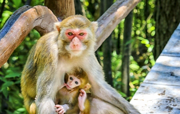 Day 4: Zhangjiajie--Guilin