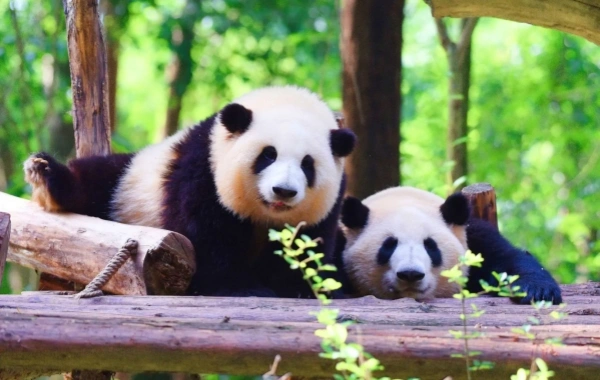 Day 3: Chengdu-Shangri-La