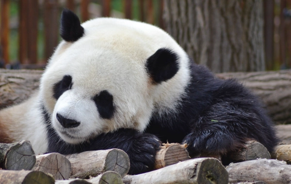 Day 2: Chengdu-Tibet