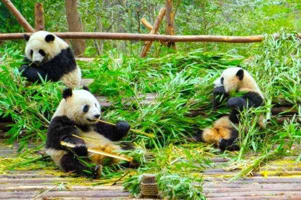 Day 2: Chengdu-Tibet