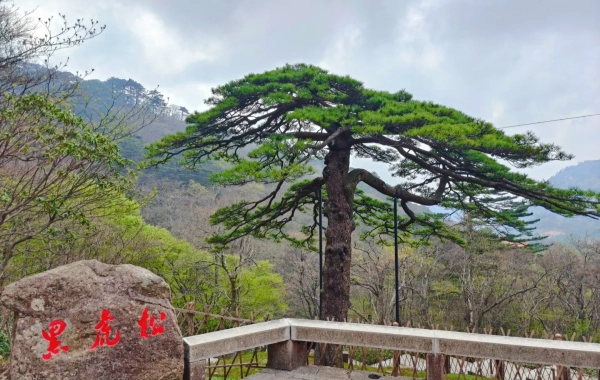 Day 3: Mount Huang&Departure