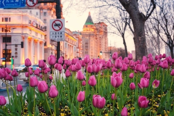 3-Day Hangzhou to Shanghai Tour