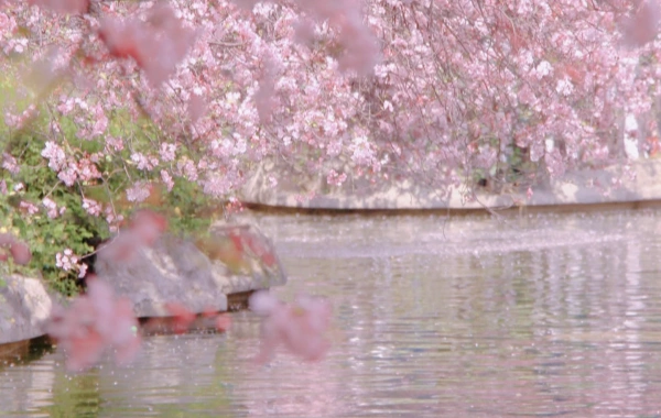 4 Days Yunnan Spring Scenery Tour